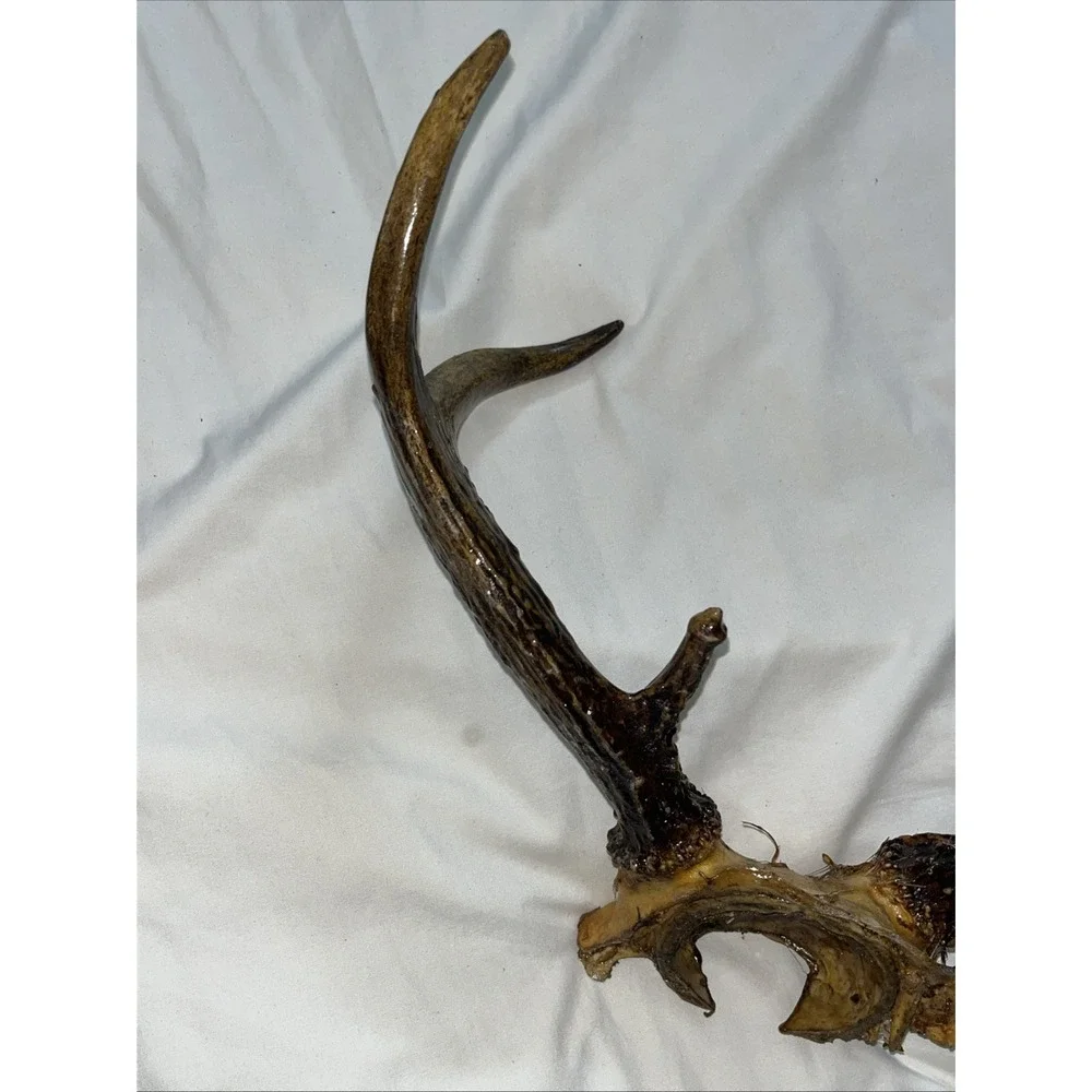 Genuine Deer Antlers Small 7 point Man Cave Decor Antler Polished‎ Hunters Skull